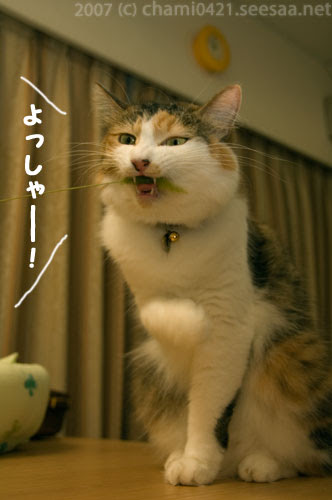 ガルちゃん猫カフェ30号店 開店しました♪ (初めての方も大歓迎！)