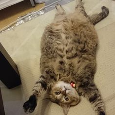 ガルちゃん猫カフェ30号店 開店しました♪ (初めての方も大歓迎！)