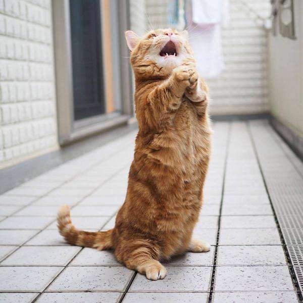 ガルちゃん猫カフェ30号店 開店しました♪ (初めての方も大歓迎！)