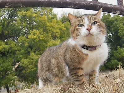 ガルちゃん猫カフェ30号店 開店しました♪ (初めての方も大歓迎！)