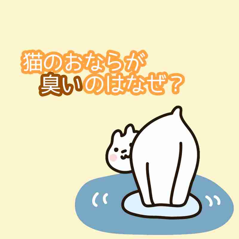ガルちゃん猫カフェ30号店 開店しました♪ (初めての方も大歓迎！)