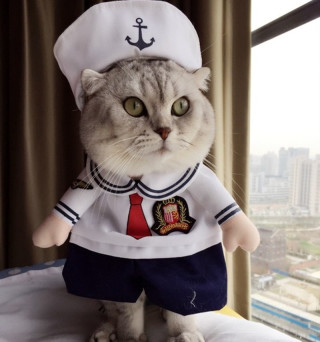 ガルちゃん猫カフェ30号店 開店しました♪ (初めての方も大歓迎！)