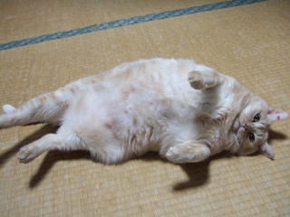 ガルちゃん猫カフェ30号店 開店しました♪ (初めての方も大歓迎！)