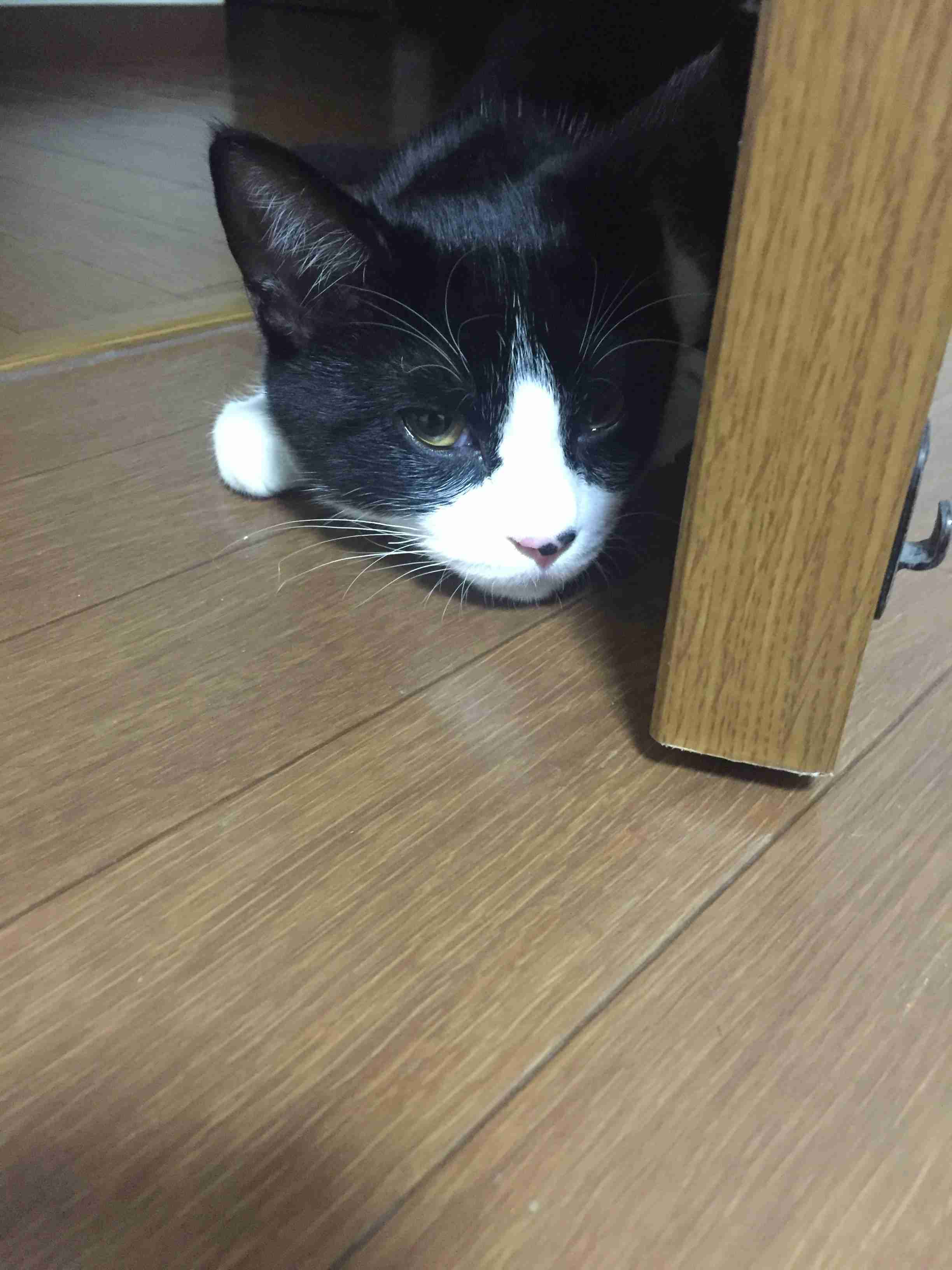 ガルちゃん猫カフェ30号店 開店しました♪ (初めての方も大歓迎！)