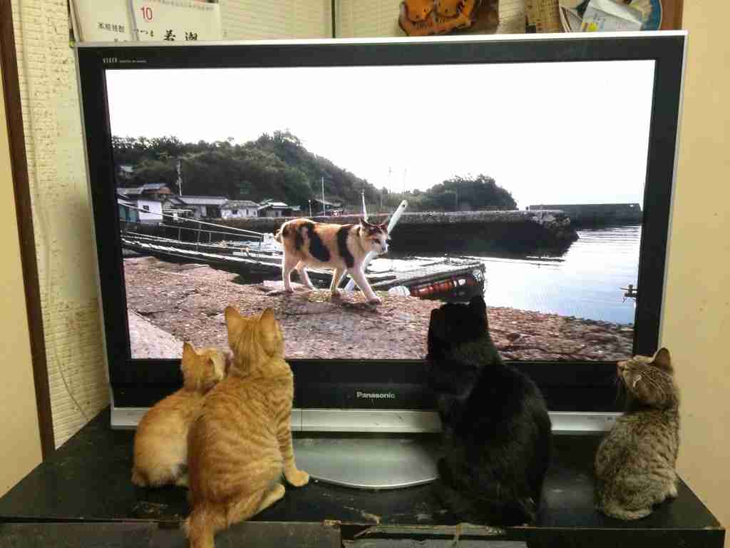 ガルちゃん猫カフェ30号店 開店しました♪ (初めての方も大歓迎！)