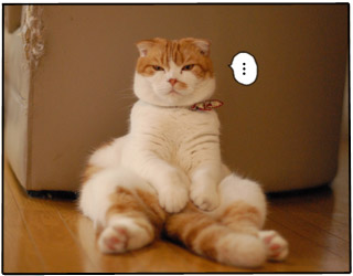 ガルちゃん猫カフェ30号店 開店しました♪ (初めての方も大歓迎！)