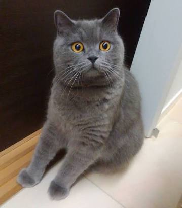 ガルちゃん猫カフェ30号店 開店しました♪ (初めての方も大歓迎！)