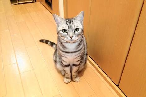 ガルちゃん猫カフェ30号店 開店しました♪ (初めての方も大歓迎！)