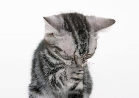 ガルちゃん猫カフェ30号店 開店しました♪ (初めての方も大歓迎！)