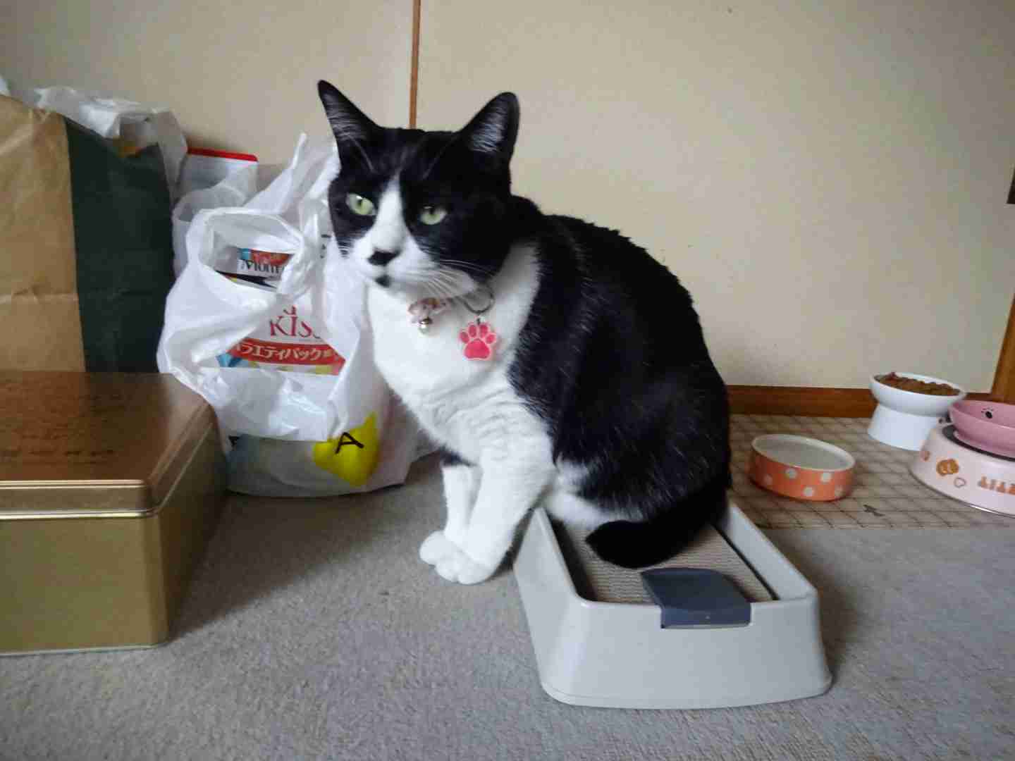 ガルちゃん猫カフェ30号店 開店しました♪ (初めての方も大歓迎！)