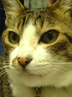 ガルちゃん猫カフェ30号店 開店しました♪ (初めての方も大歓迎！)