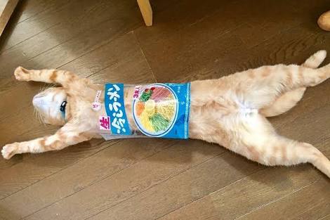 ガルちゃん猫カフェ30号店 開店しました♪ (初めての方も大歓迎！)