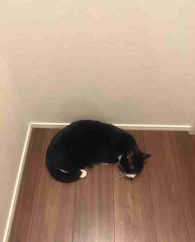 ガルちゃん猫カフェ30号店 開店しました♪ (初めての方も大歓迎！)