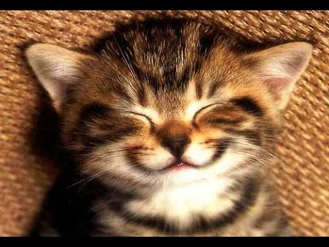 ガルちゃん猫カフェ30号店 開店しました♪ (初めての方も大歓迎！)