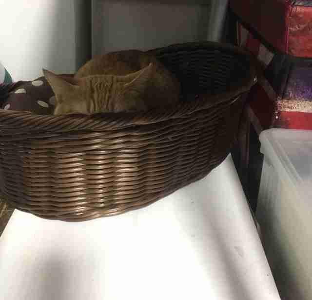 ガルちゃん猫カフェ30号店 開店しました♪ (初めての方も大歓迎！)