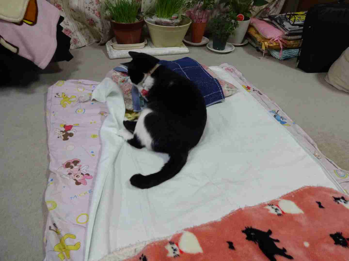 ガルちゃん猫カフェ30号店 開店しました♪ (初めての方も大歓迎！)