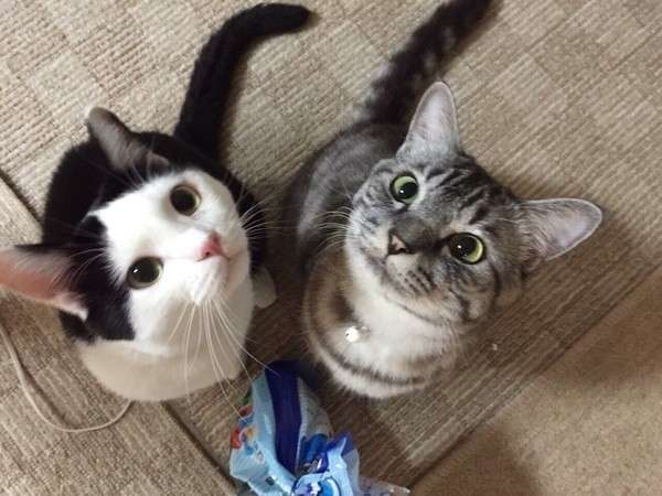 ガルちゃん猫カフェ30号店 開店しました♪ (初めての方も大歓迎！)
