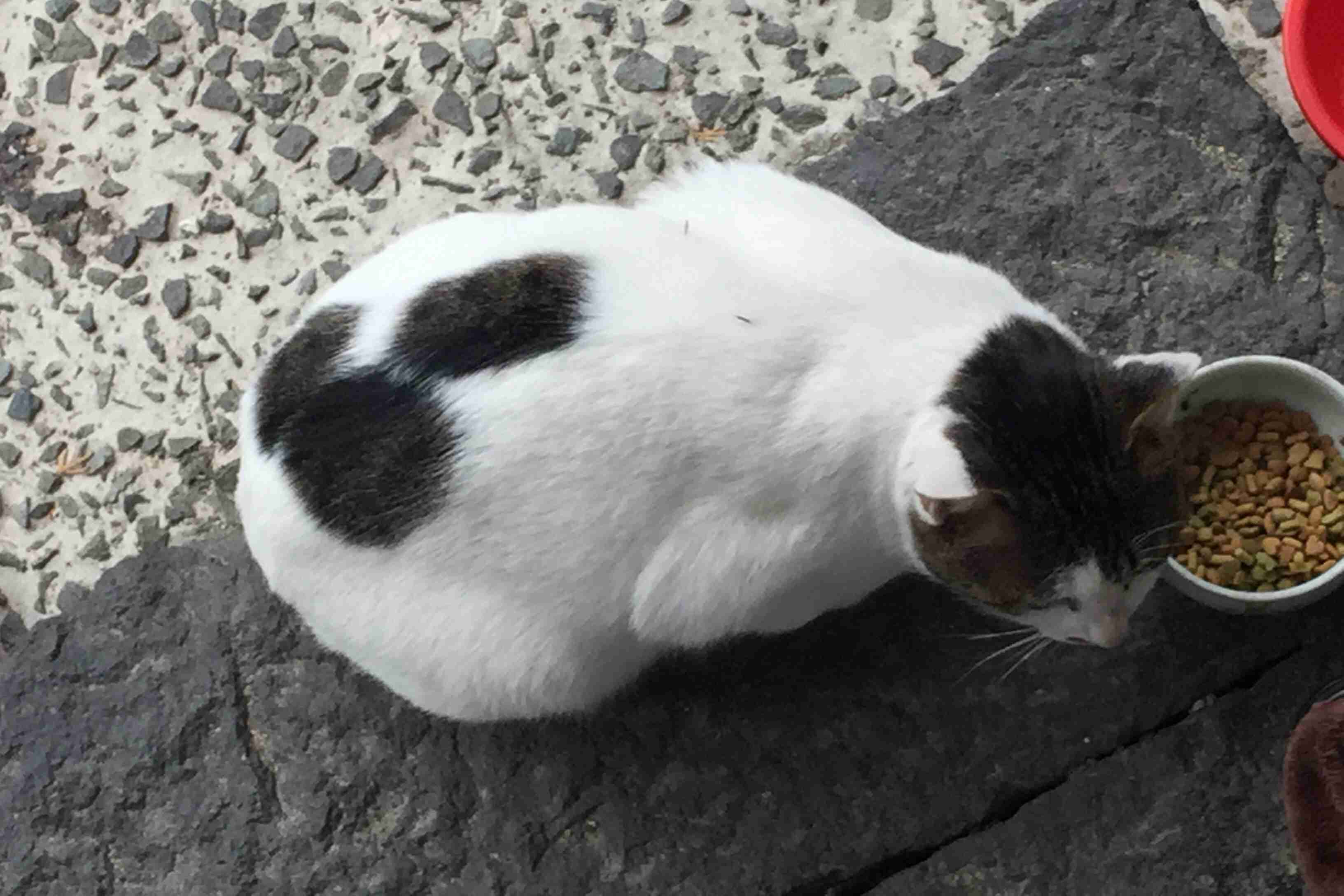 ガルちゃん猫カフェ30号店 開店しました♪ (初めての方も大歓迎！)