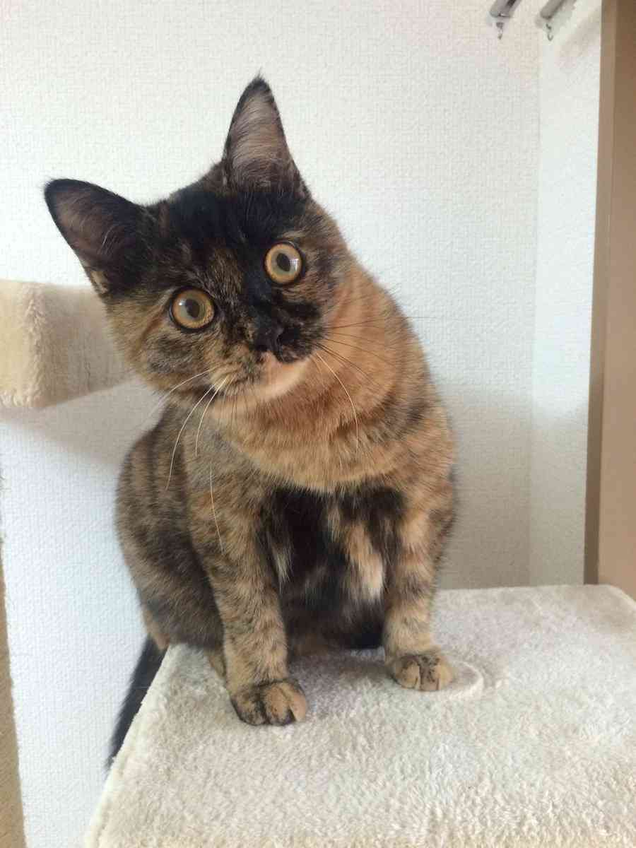 ガルちゃん猫カフェ30号店 開店しました♪ (初めての方も大歓迎！)