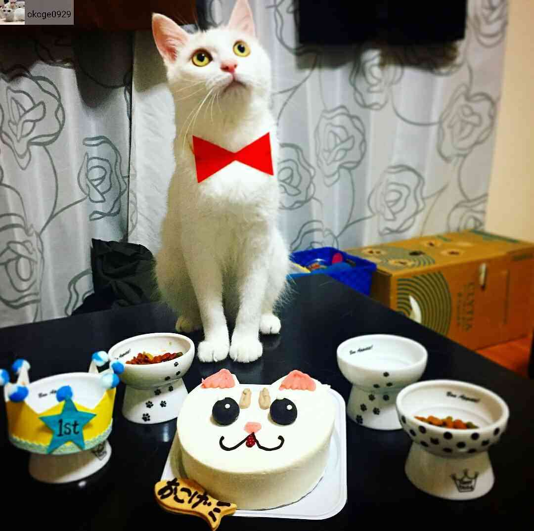 ガルちゃん猫カフェ30号店 開店しました♪ (初めての方も大歓迎！)