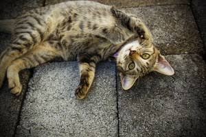 ガルちゃん猫カフェ30号店 開店しました♪ (初めての方も大歓迎！)