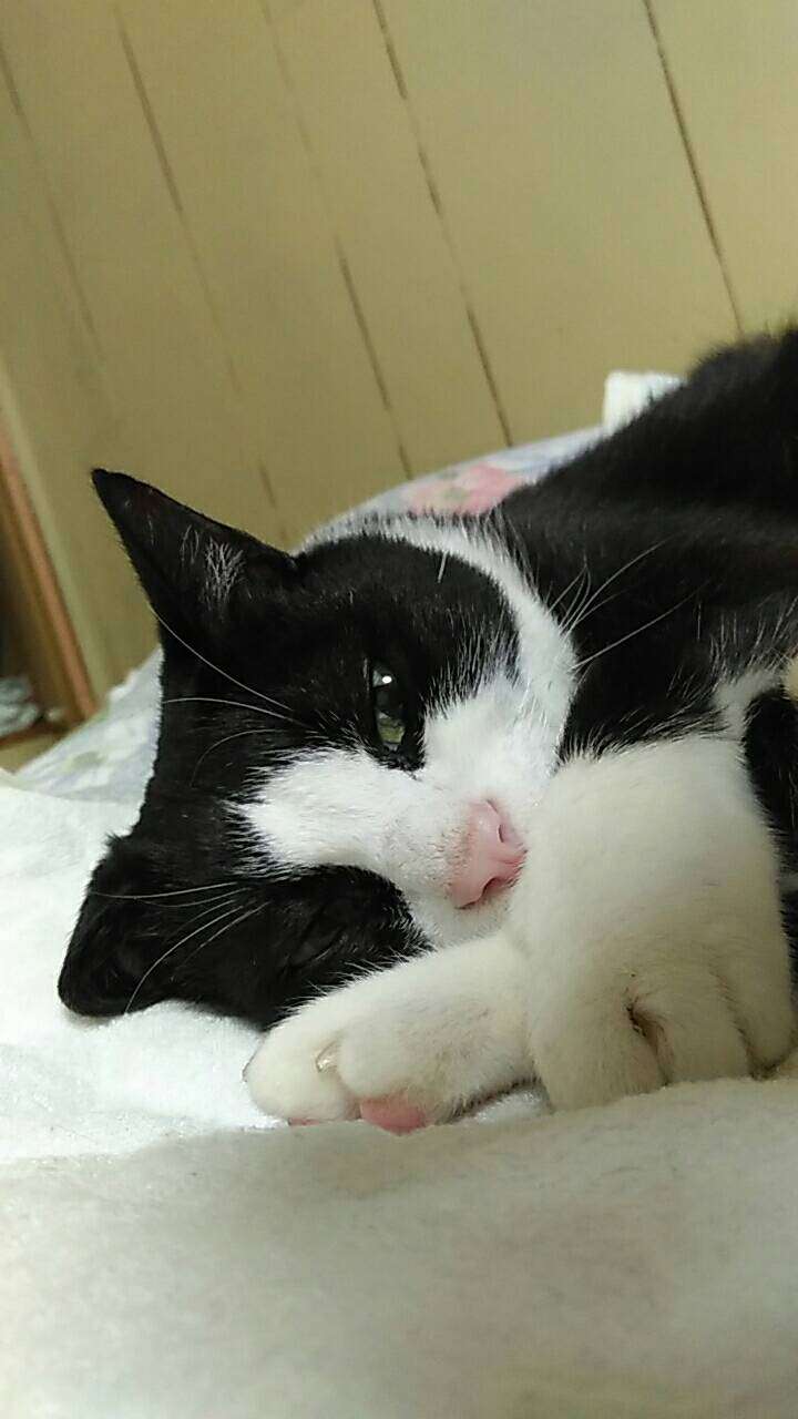 ガルちゃん猫カフェ30号店 開店しました♪ (初めての方も大歓迎！)