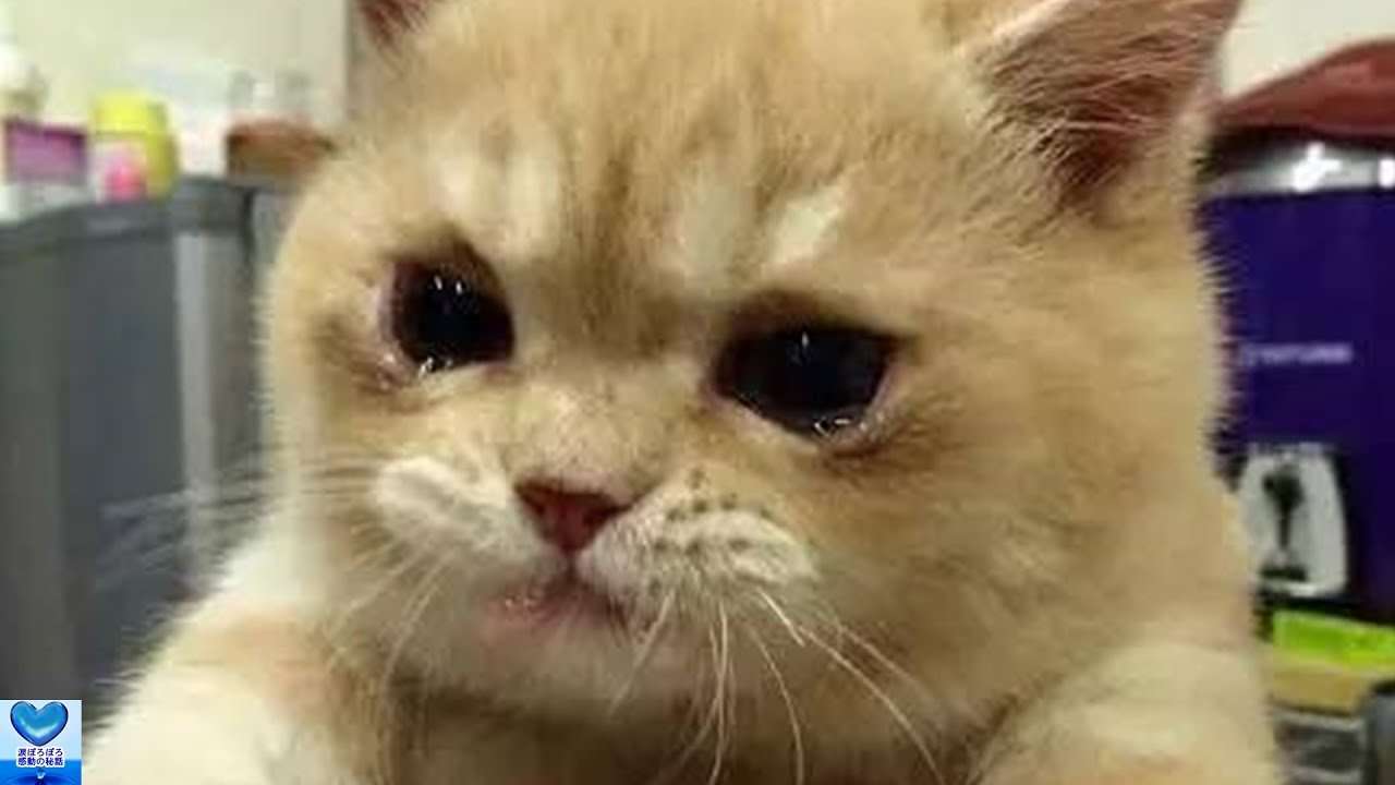 ガルちゃん猫カフェ30号店 開店しました♪ (初めての方も大歓迎！)