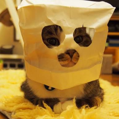 ガルちゃん猫カフェ30号店 開店しました♪ (初めての方も大歓迎！)