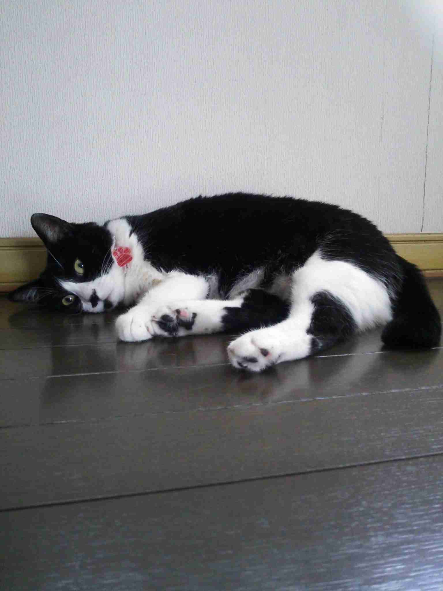 ガルちゃん猫カフェ30号店 開店しました♪ (初めての方も大歓迎！)