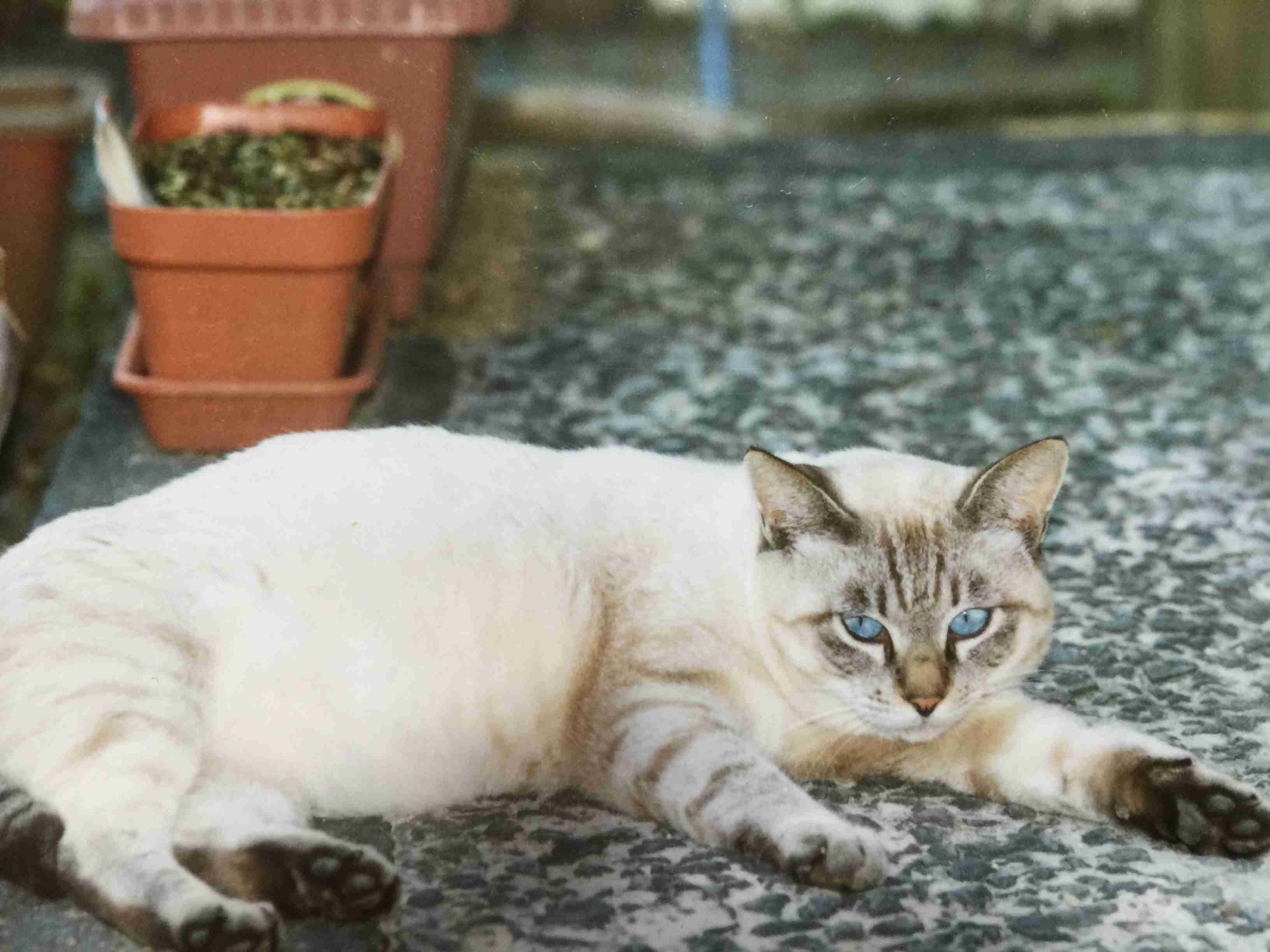 ガルちゃん猫カフェ30号店 開店しました♪ (初めての方も大歓迎！)