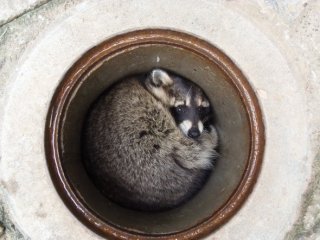 秋の夜長に雑談しませんか?