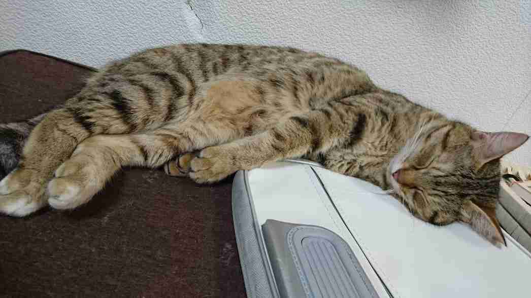 ペットの写真を貼っていくトピ③