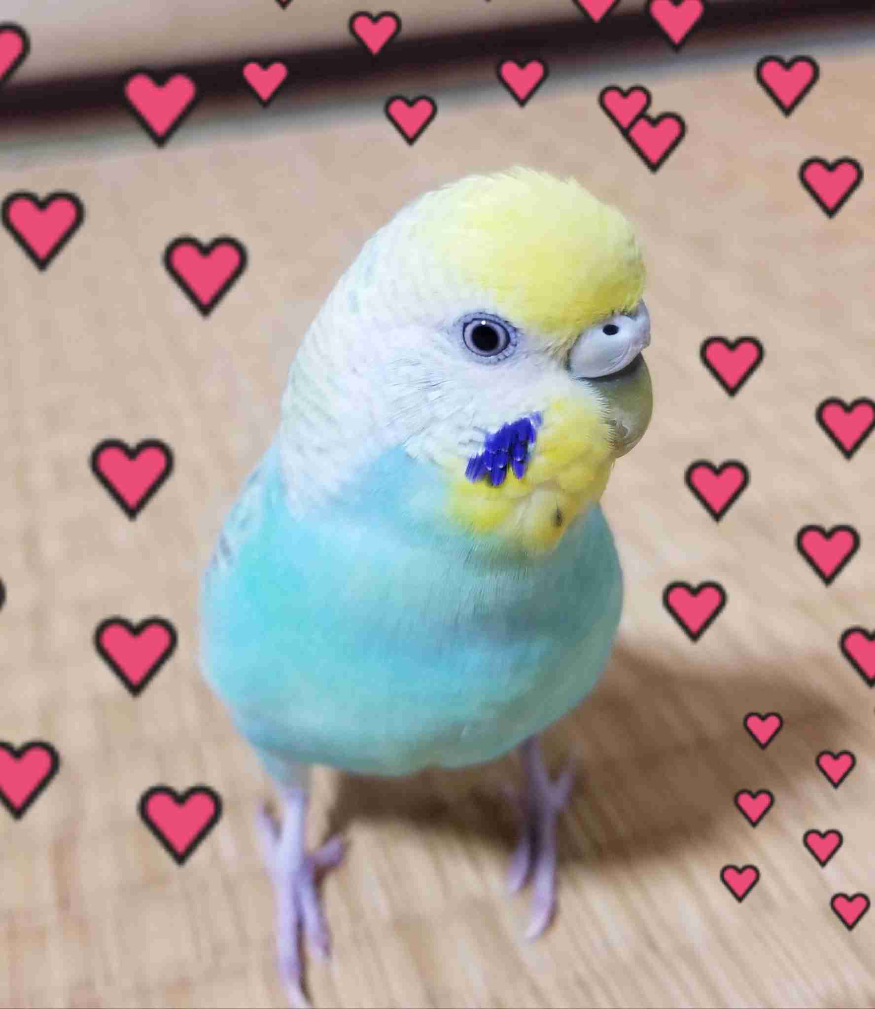 ペットの写真を貼っていくトピ③
