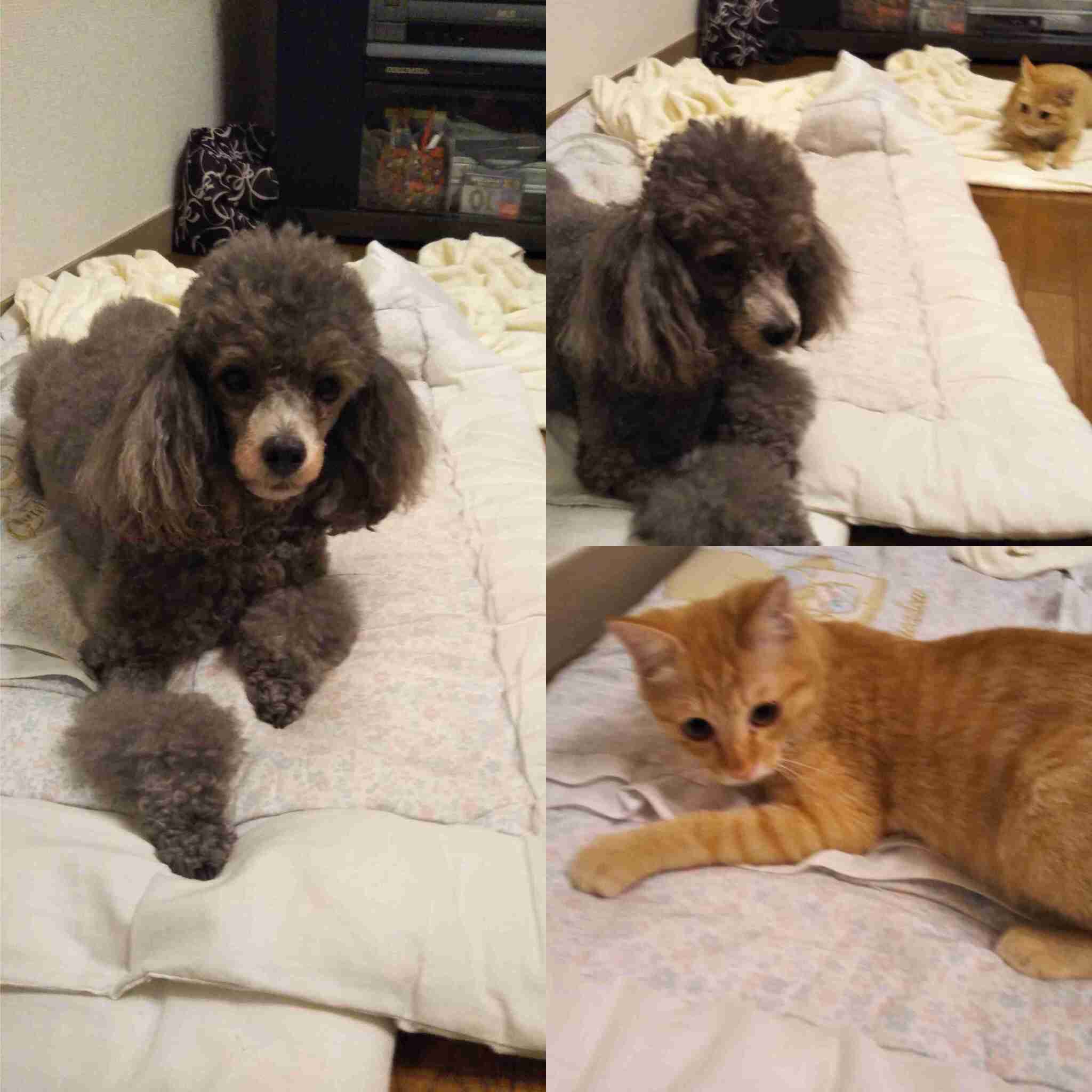 ペットの写真を貼っていくトピ③
