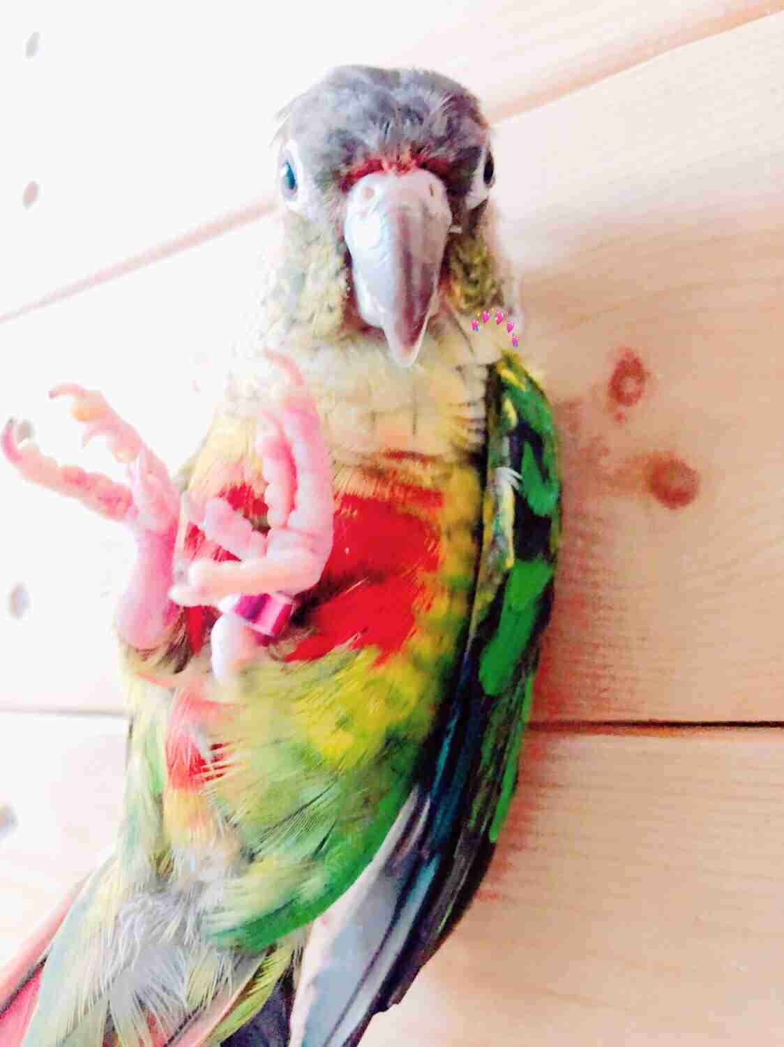ペットの写真を貼っていくトピ③