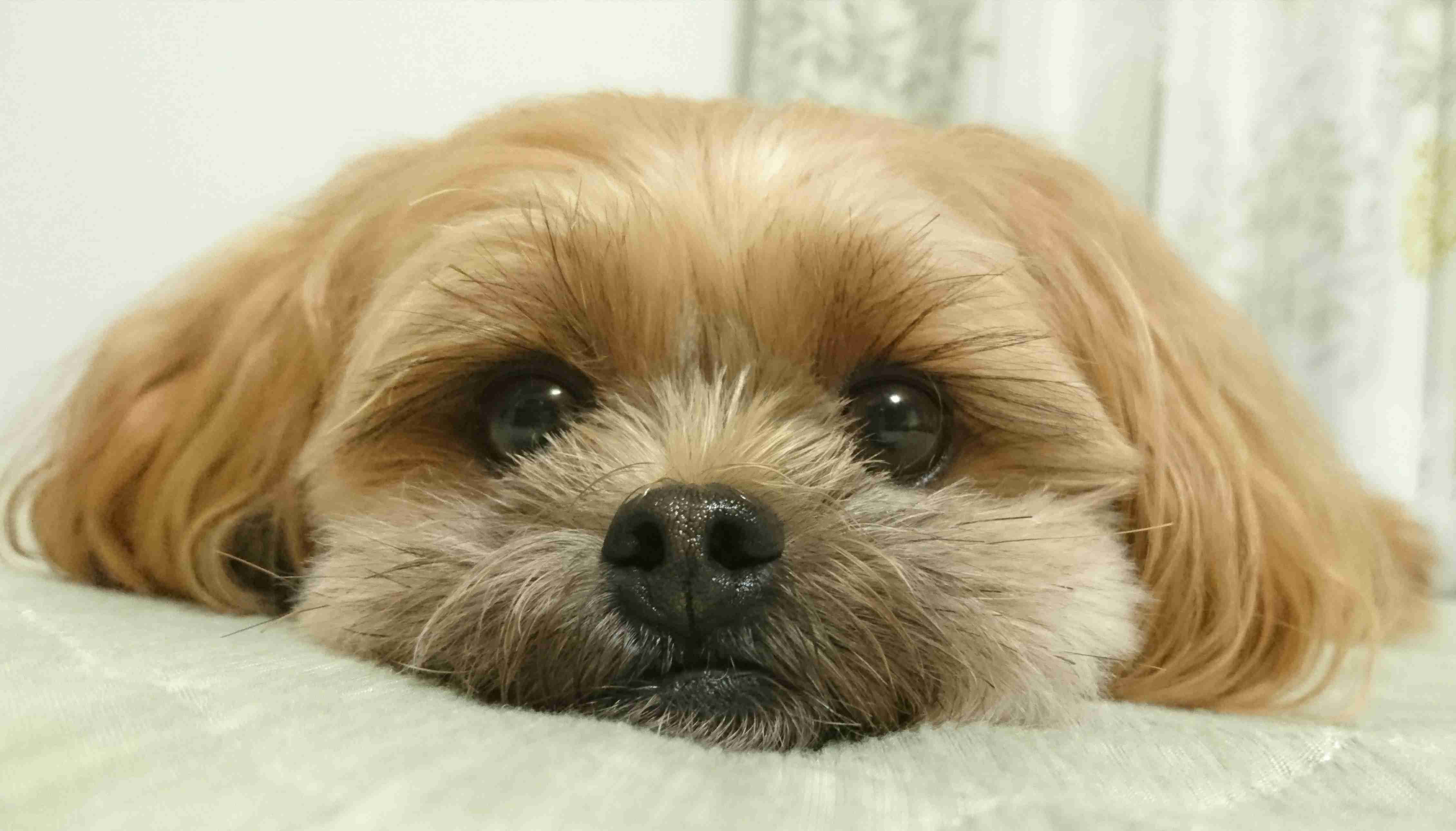 ペットの写真を貼っていくトピ③