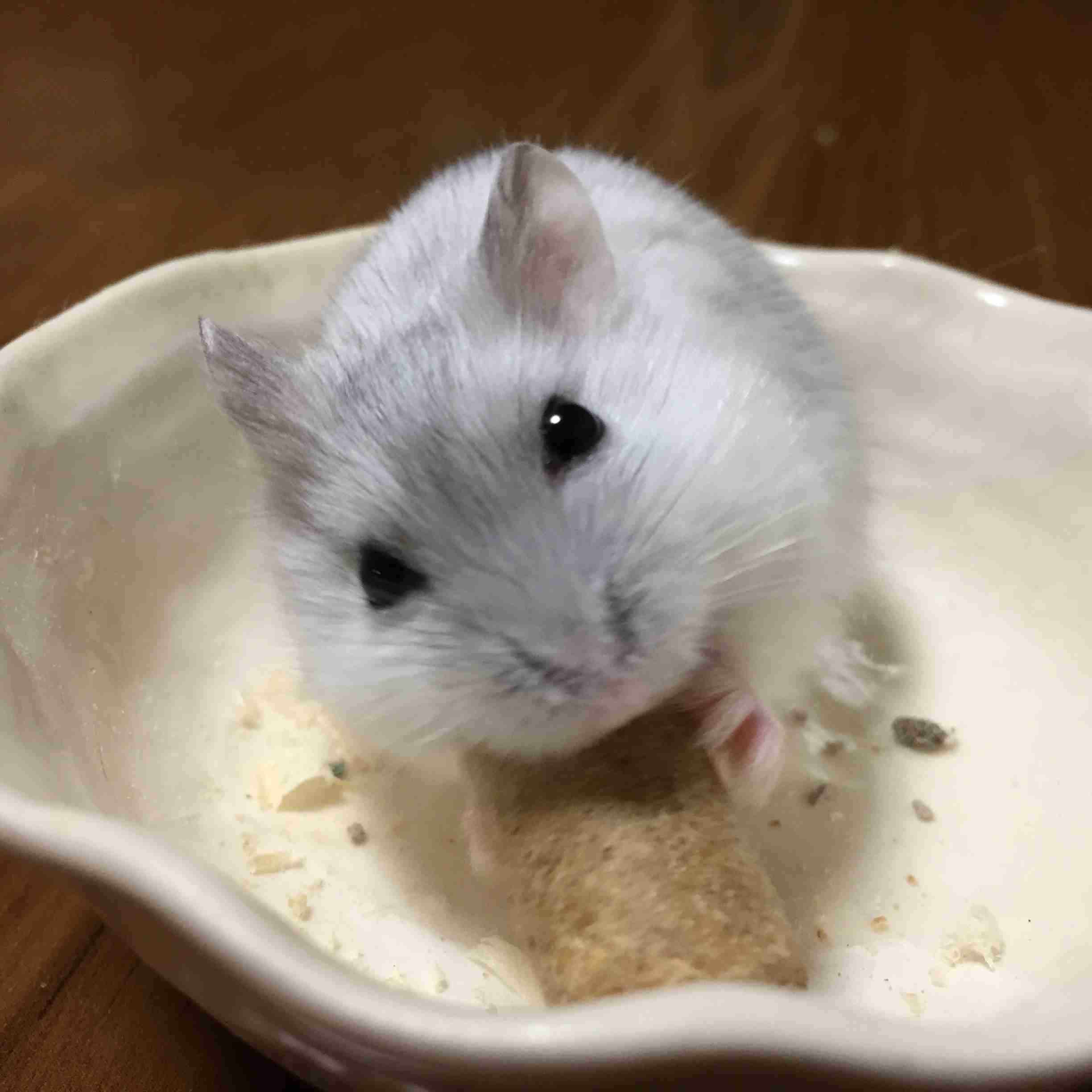ペットの写真を貼っていくトピ③