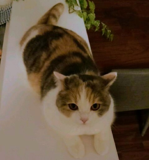 ペットの写真を貼っていくトピ③