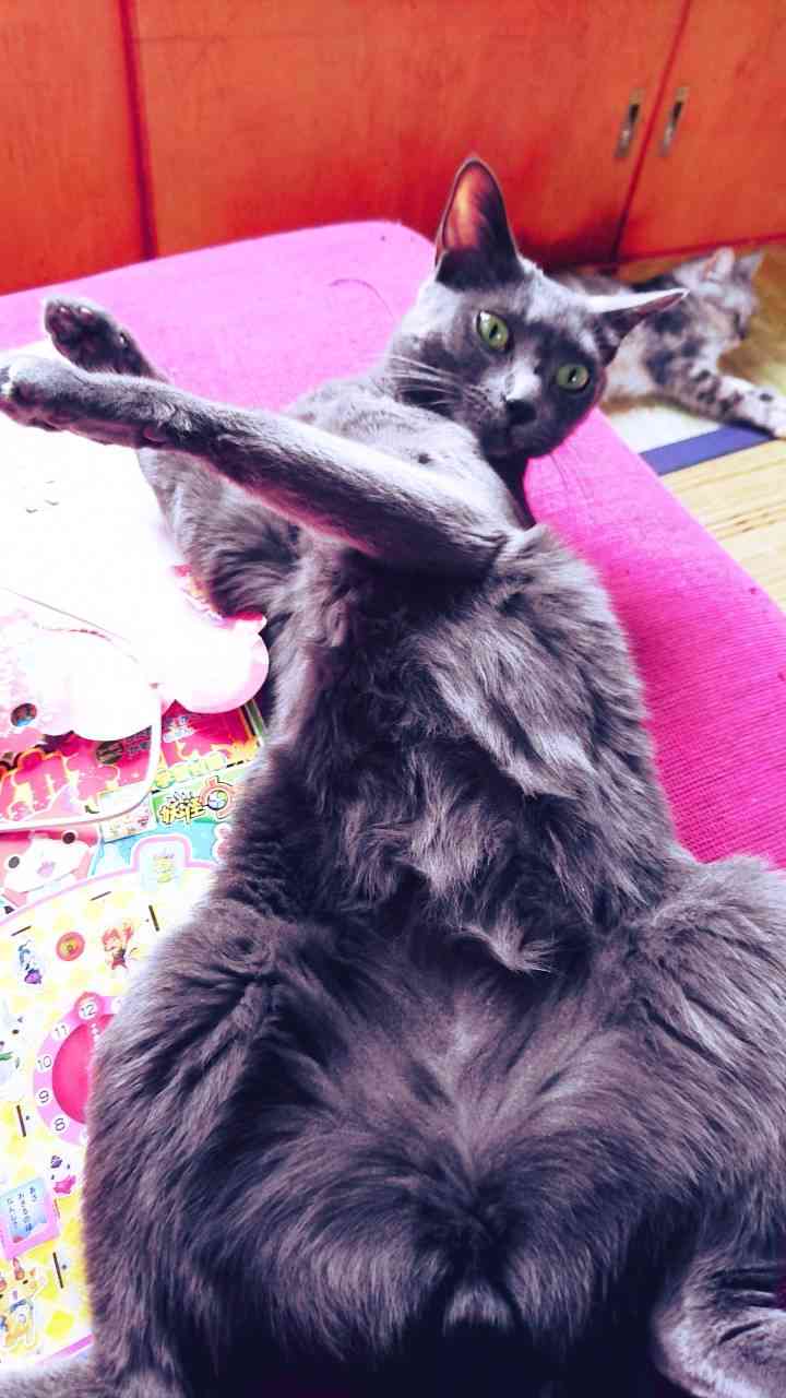 ペットの写真を貼っていくトピ③