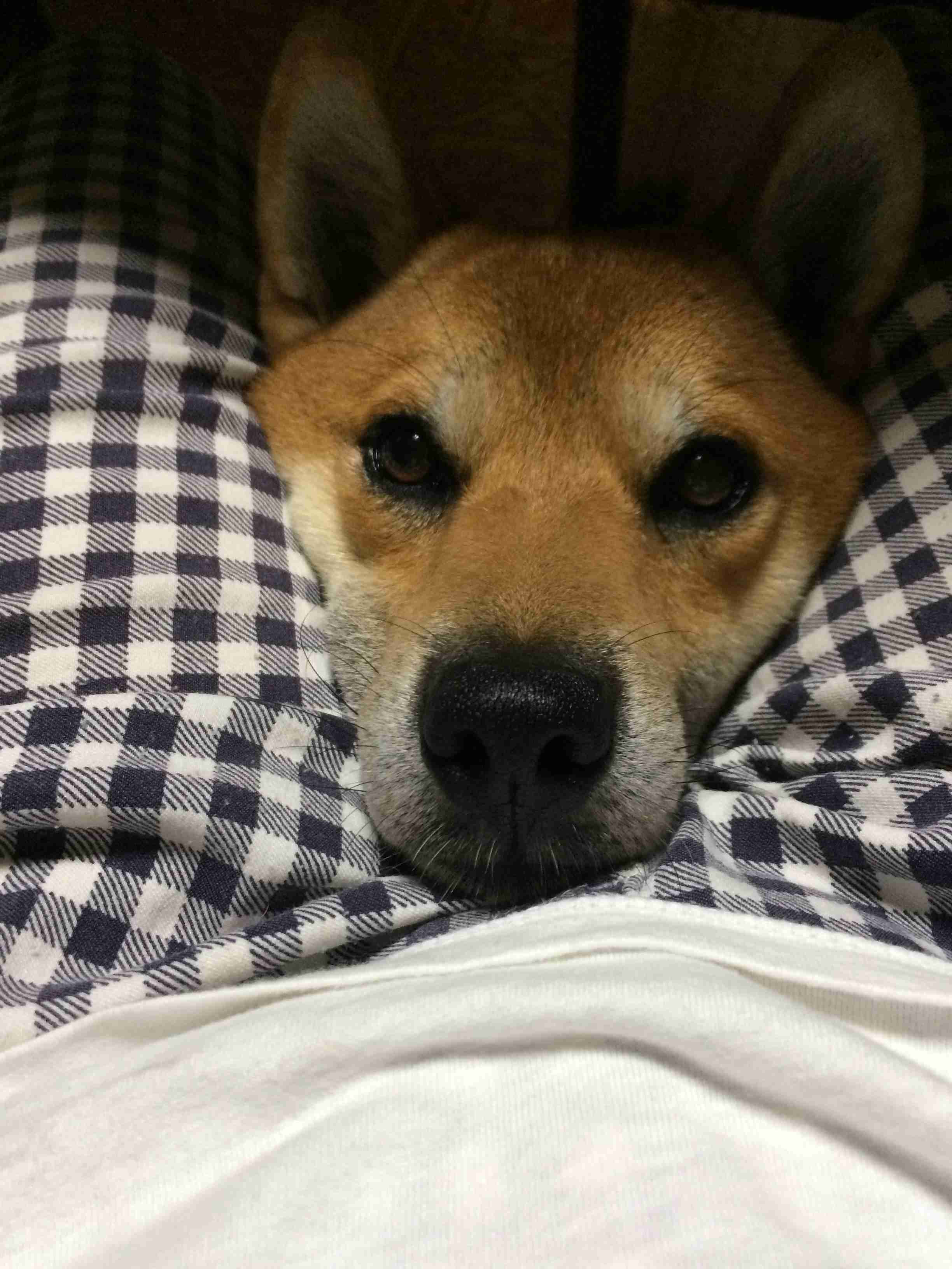 ペットの写真を貼っていくトピ③
