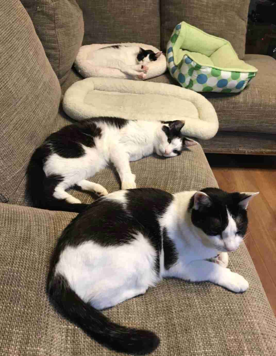ペットの写真を貼っていくトピ③