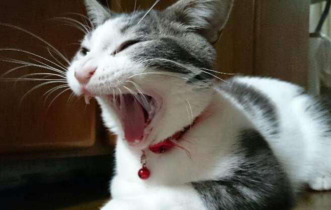 ペットの写真を貼っていくトピ③