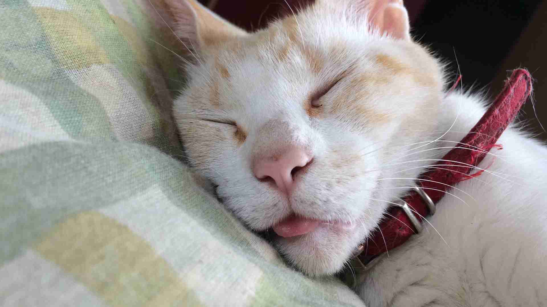 ペットの写真を貼っていくトピ③