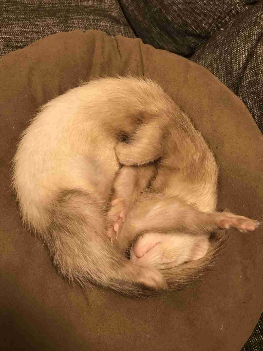 ペットの写真を貼っていくトピ③