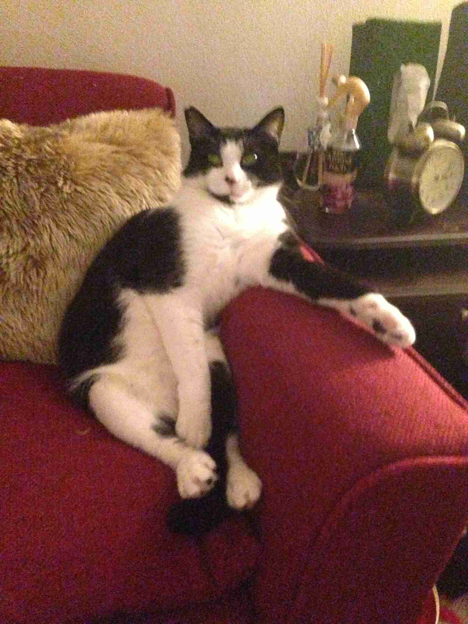 ペットの写真を貼っていくトピ③