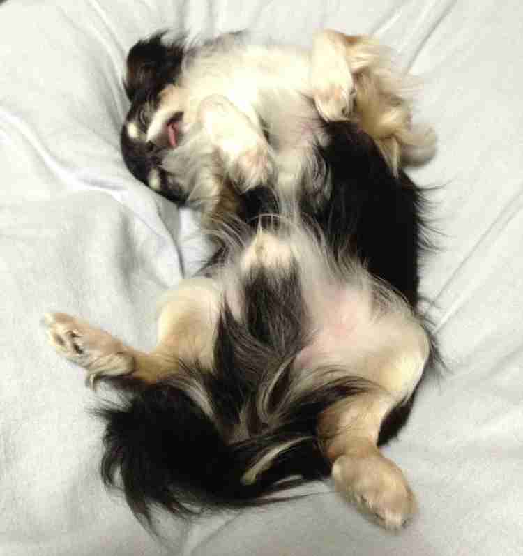 ペットの写真を貼っていくトピ③