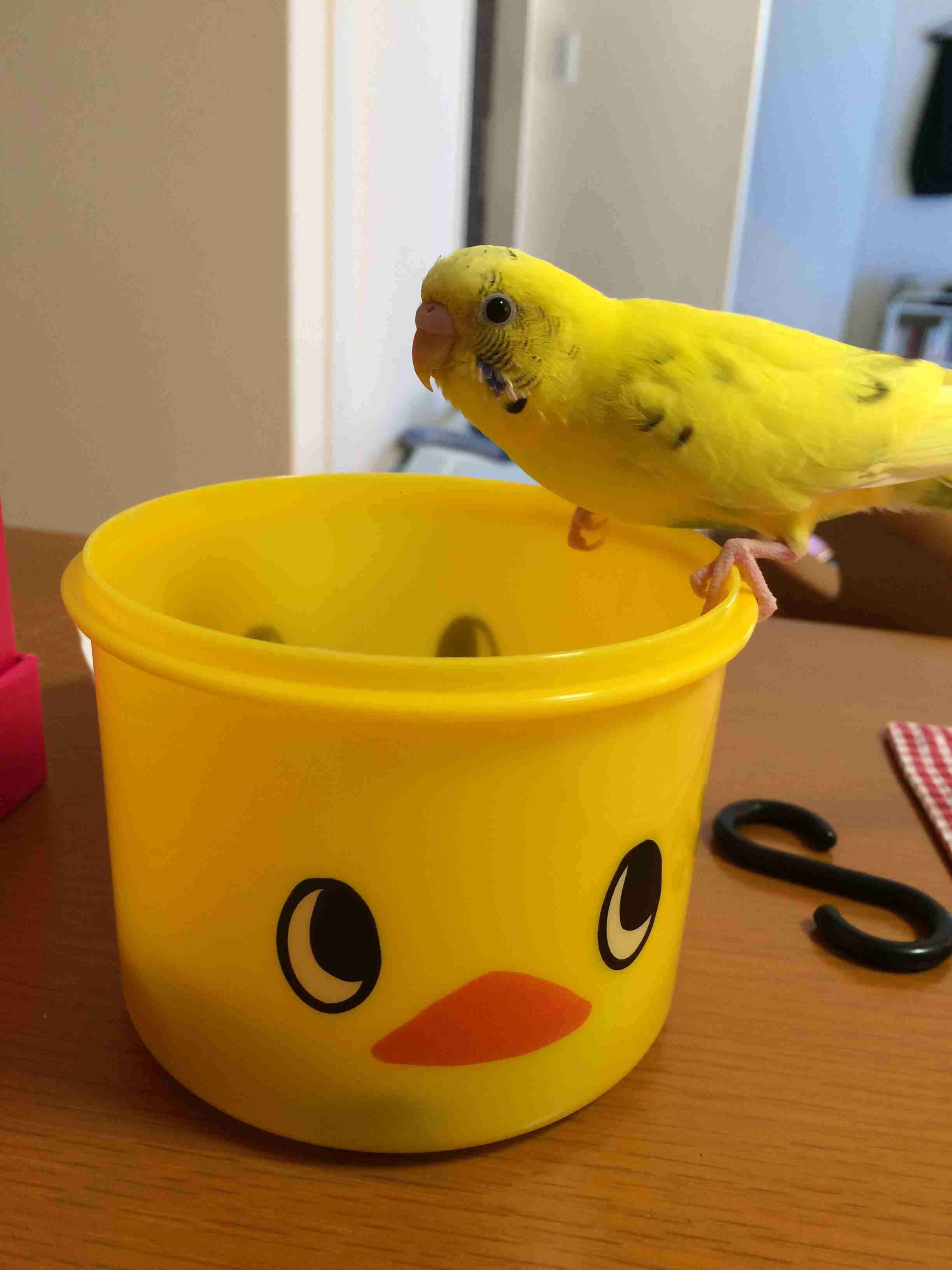 ペットの写真を貼っていくトピ③