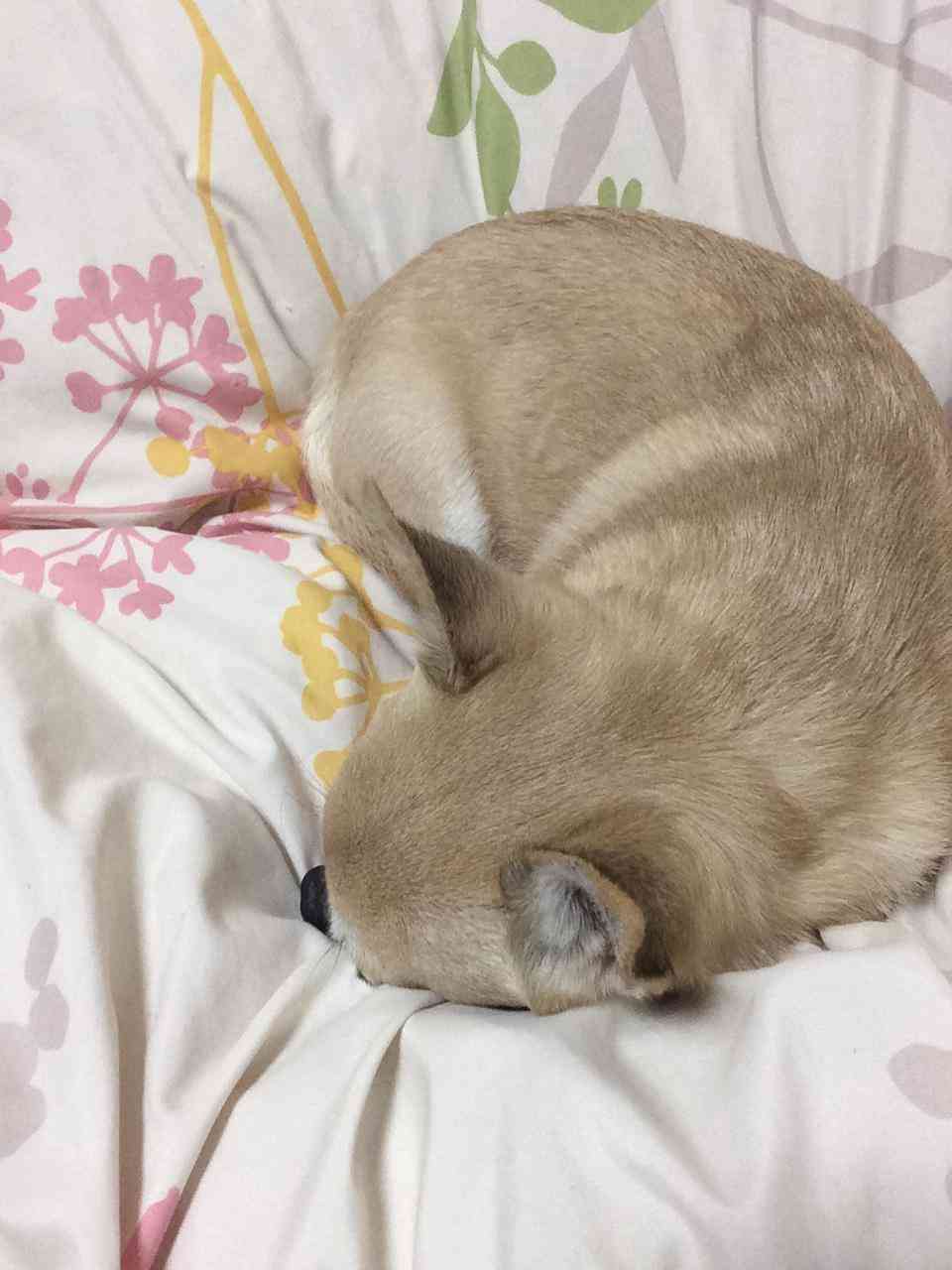 ペットの写真を貼っていくトピ③