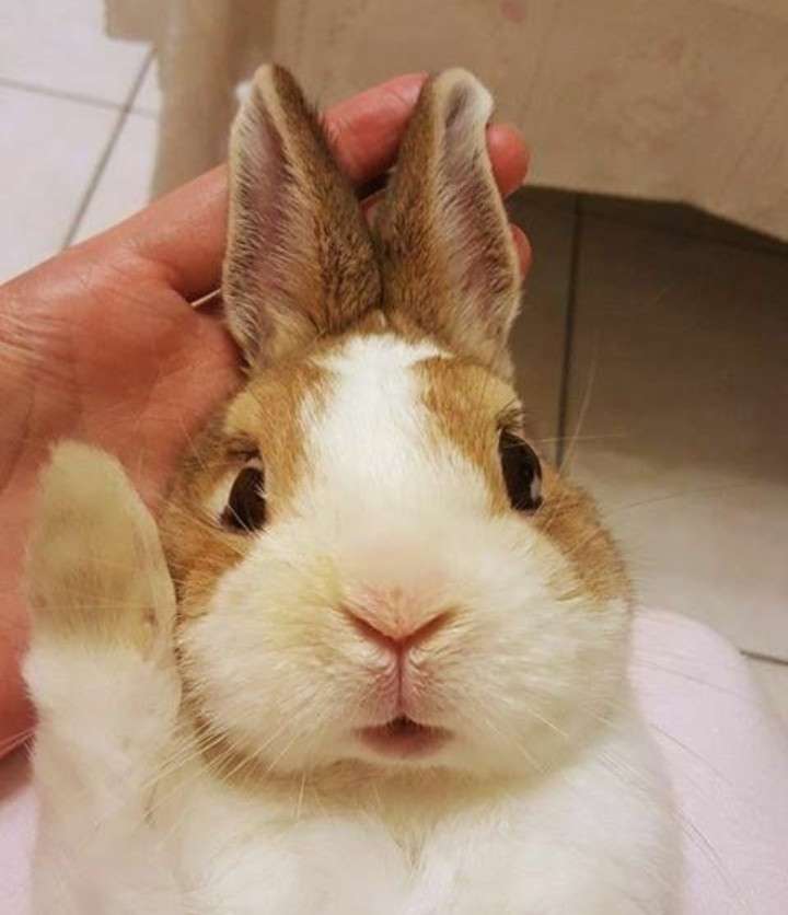 ペットの写真を貼っていくトピ③