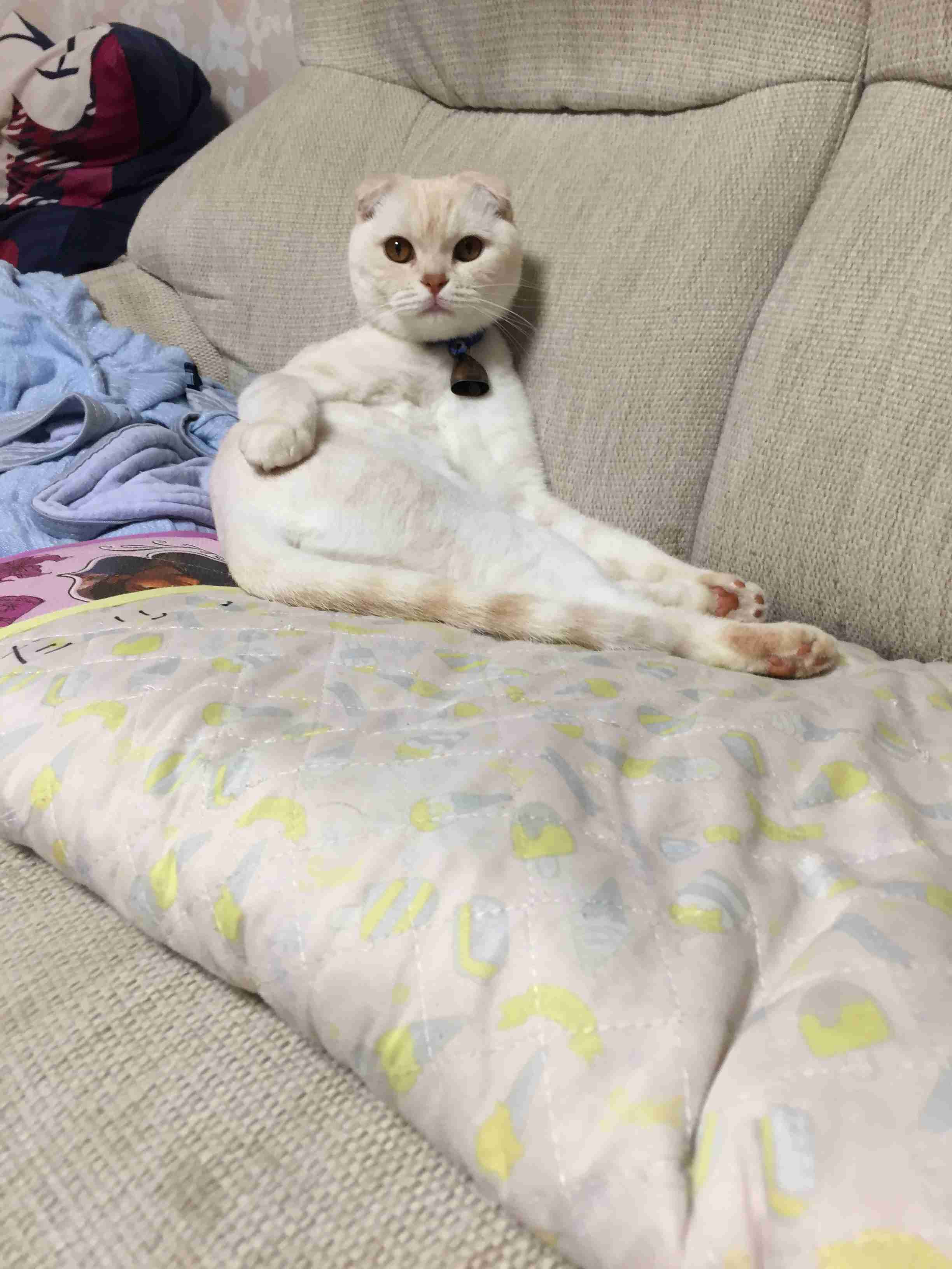 ペットの写真を貼っていくトピ③